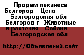 Продам пекинеса Белгород › Цена ­ 4 000 - Белгородская обл., Белгород г. Животные и растения » Собаки   . Белгородская обл.